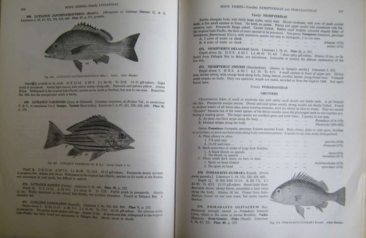 The Sea Fishes of Southern Africa J L B Smith