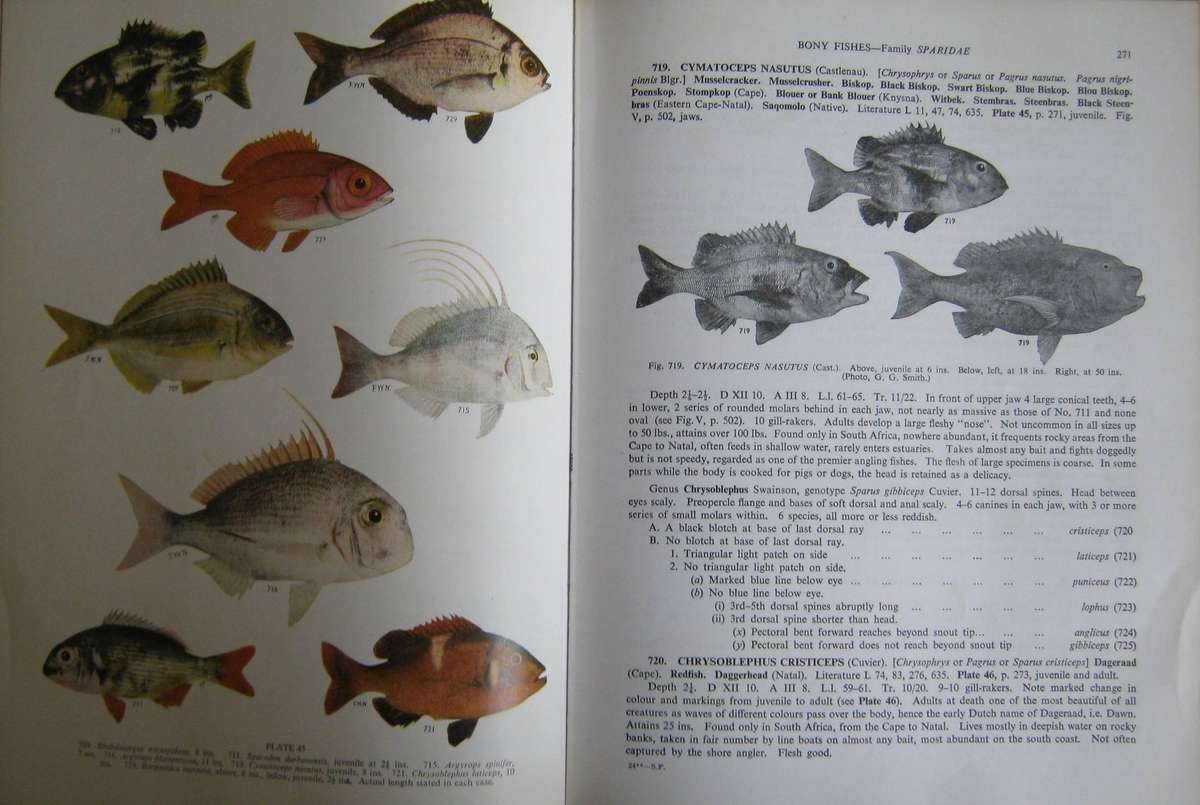 The Sea Fishes of Southern Africa J L B Smith