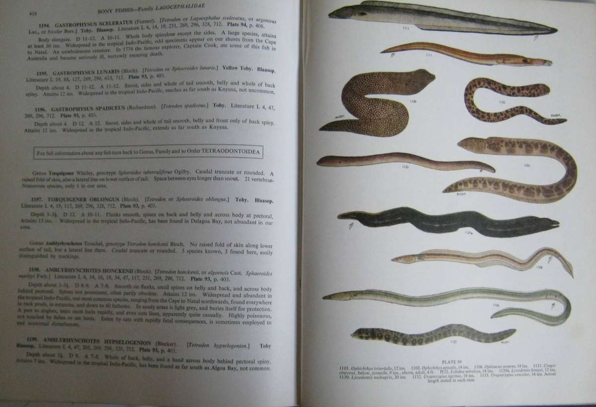 The Sea Fishes of Southern Africa J L B Smith