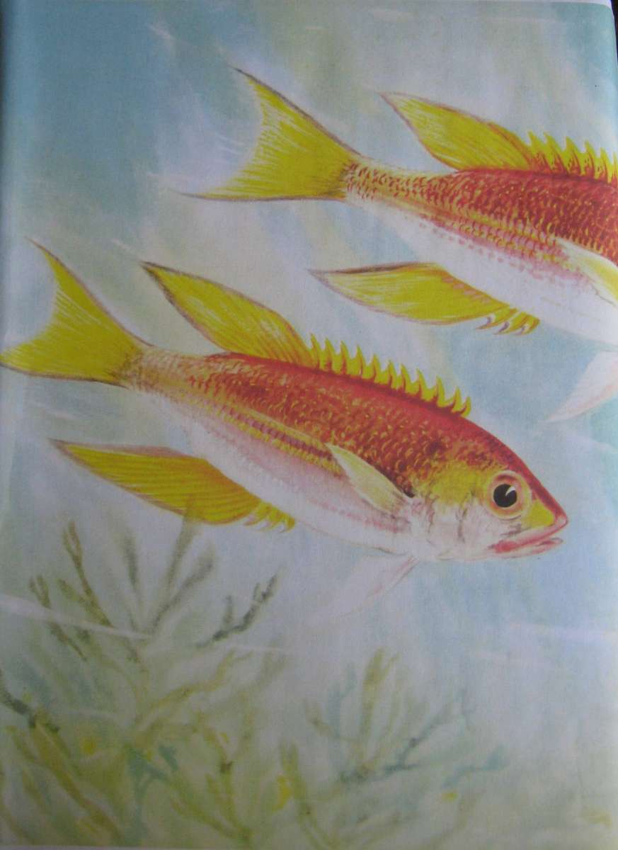 The Sea Fishes of Southern Africa J L B Smith