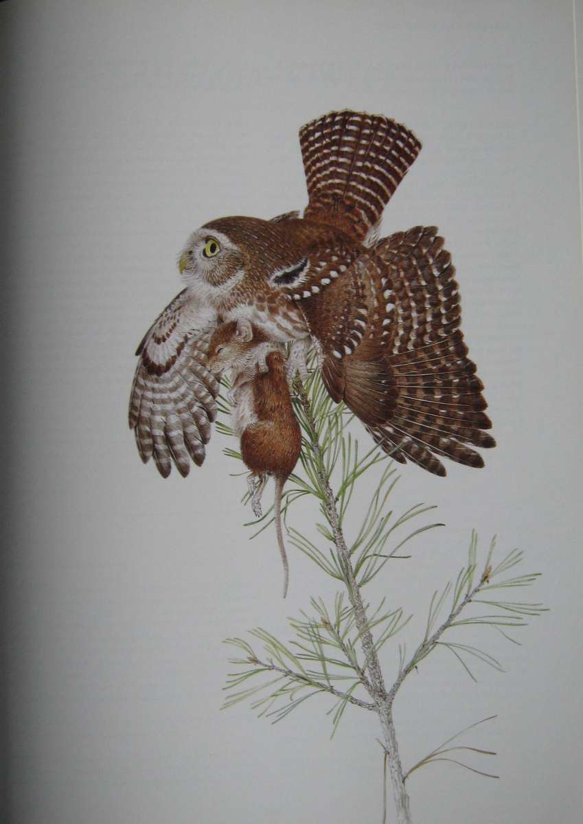 Owls of the Northern Hemisphere Karel H. Voous