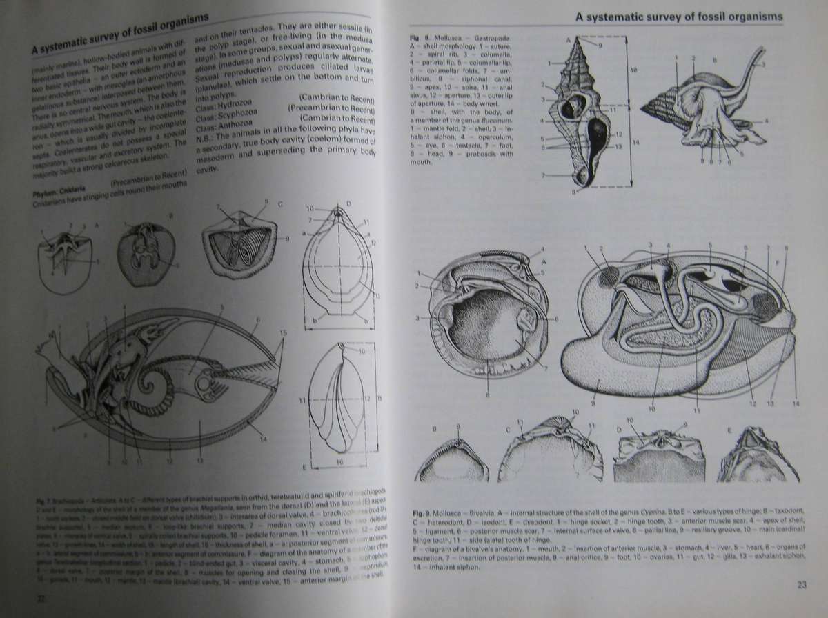 Fossils of the World A Comprehensive, Practical Guide to Collecting and Studying Fossils