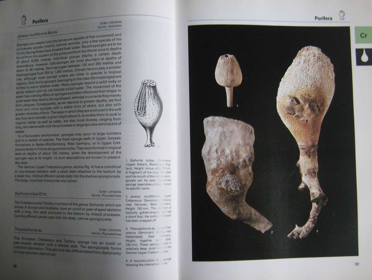 Fossils of the World A Comprehensive, Practical Guide to Collecting and Studying Fossils