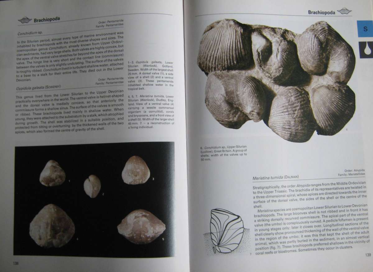 Fossils of the World A Comprehensive, Practical Guide to Collecting and Studying Fossils