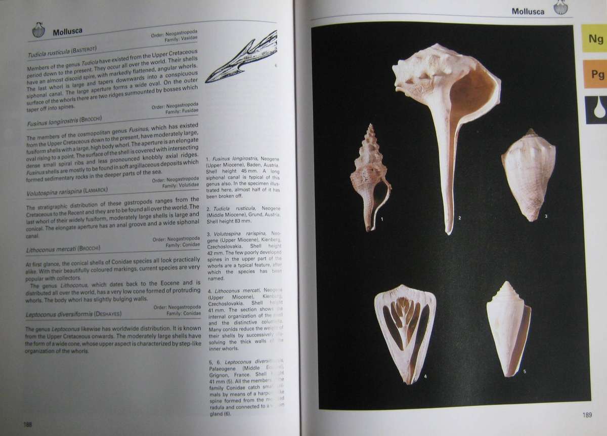 Fossils of the World A Comprehensive, Practical Guide to Collecting and Studying Fossils