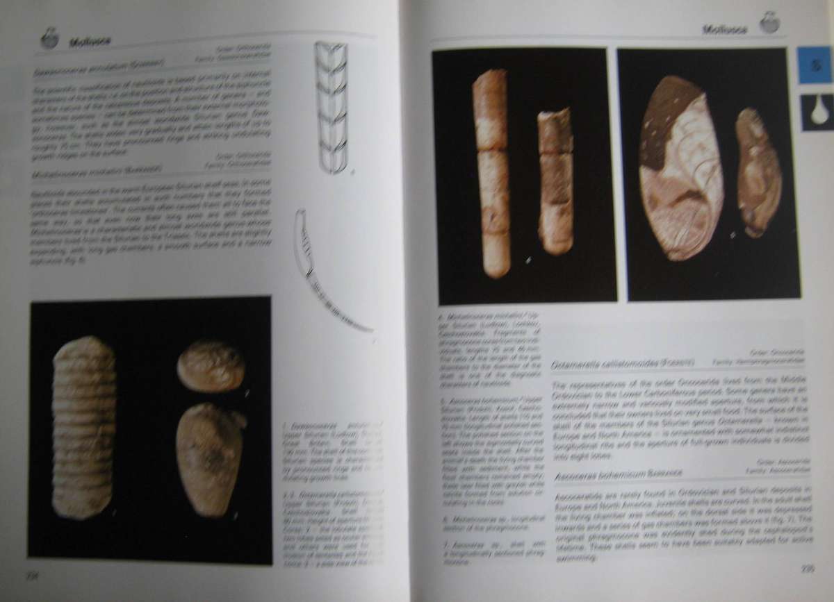 Fossils of the World A Comprehensive, Practical Guide to Collecting and Studying Fossils