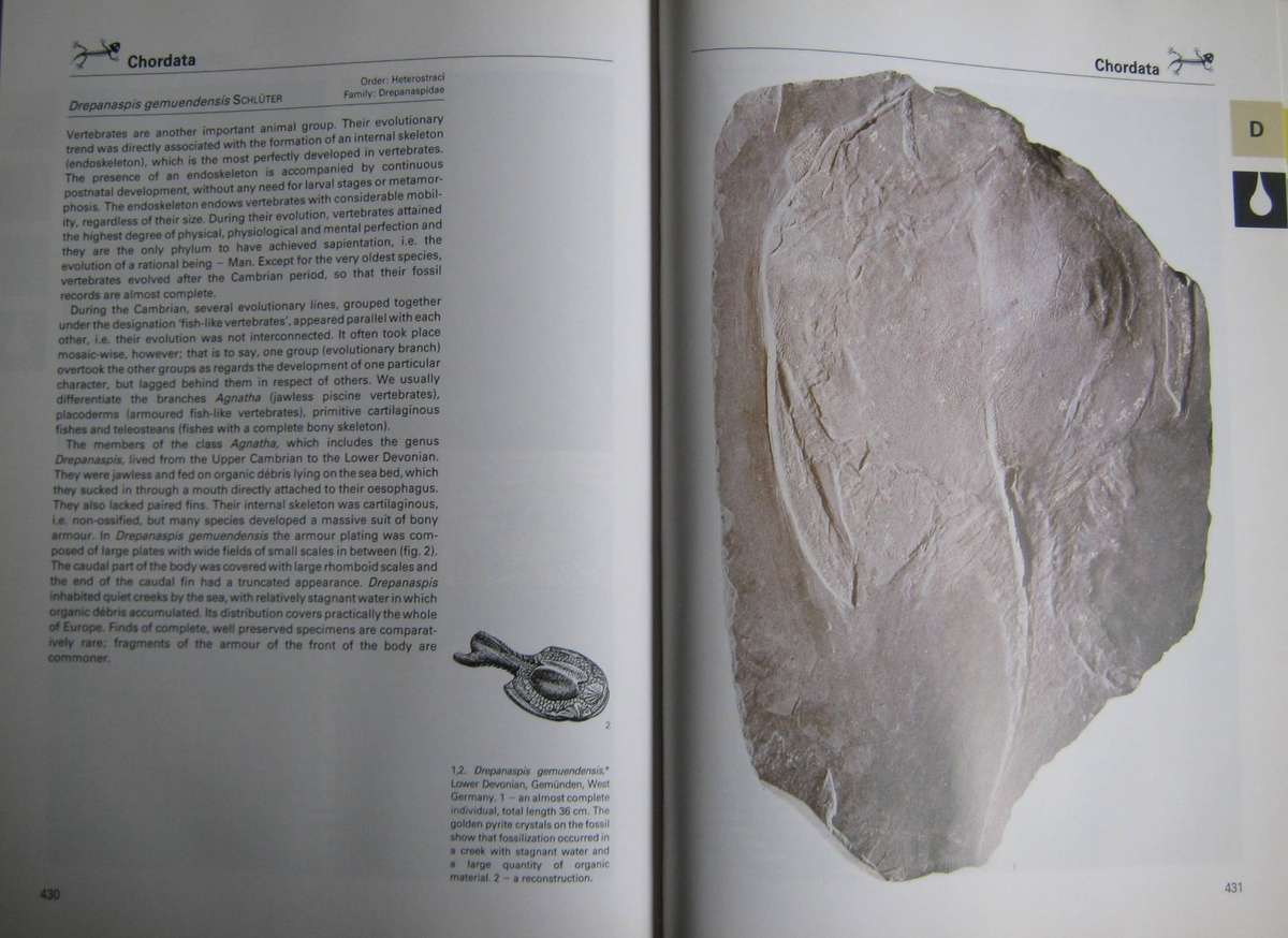 Fossils of the World A Comprehensive, Practical Guide to Collecting and Studying Fossils