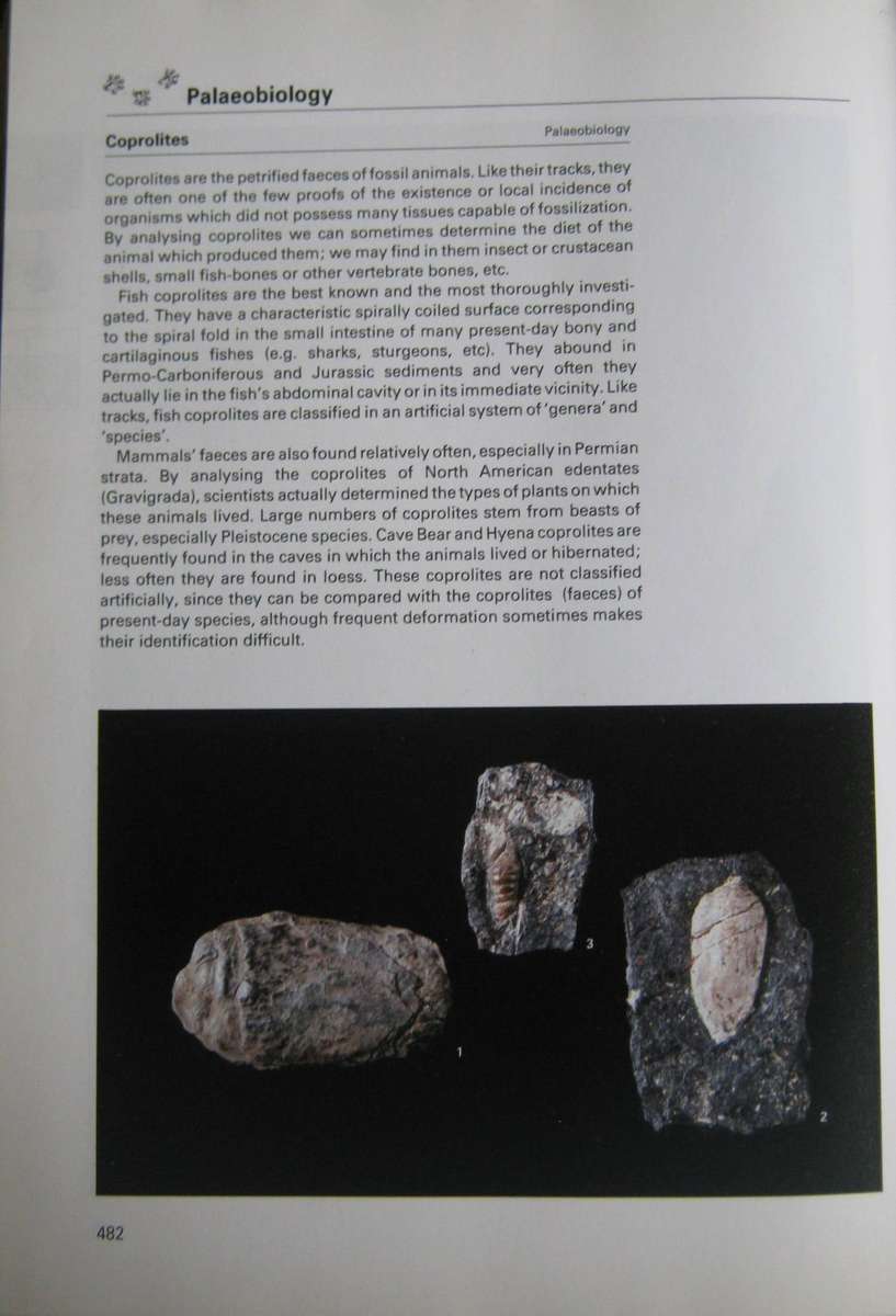 Fossils of the World A Comprehensive, Practical Guide to Collecting and Studying Fossils