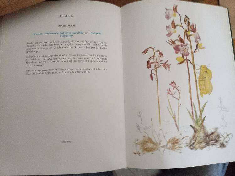 Flower Paintings of Katharine Saunders