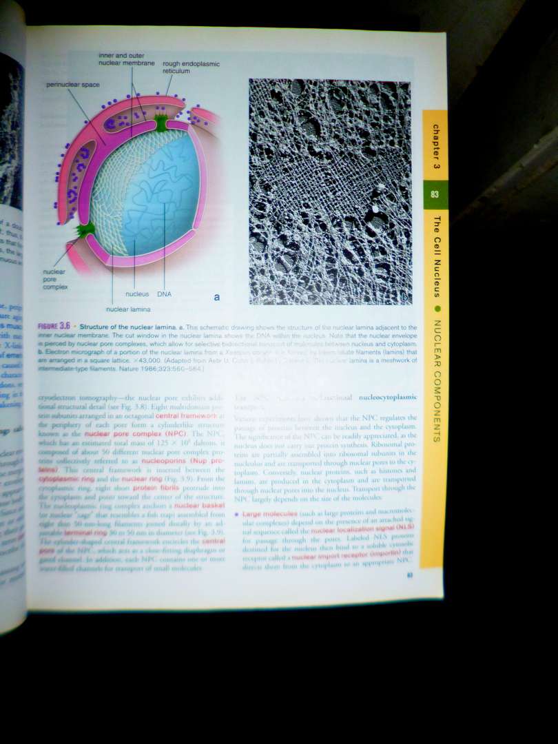 Histology: A Text and Atlas