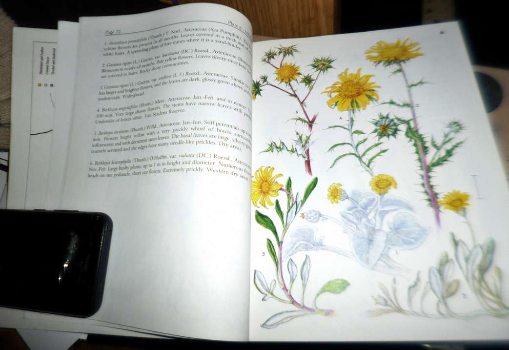 WILDFLOWERS OF THE PORT ELIZABETH AREA -  Gamtoos to Swartkops Rivers