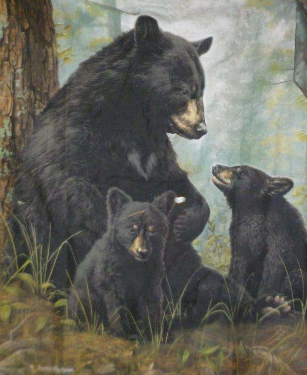 Bear family Curtain / Shower Curtain