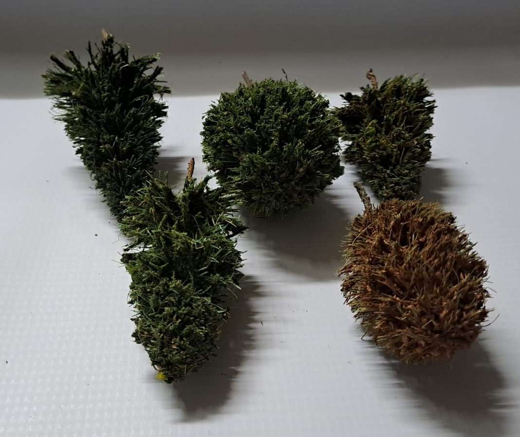 Model Trains 1:87 HO - Trees (pack of 5)