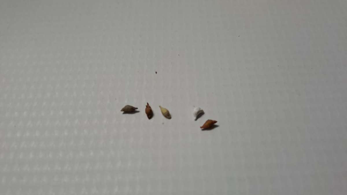 Model Trains 1:87 HO - Chicken Coop + 5 Chickens. - 24mm x 24mm x 17mm