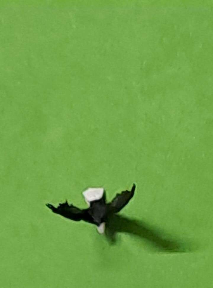 Model Trains 1/87 H0 - Animals - Eagle Landing (x1)