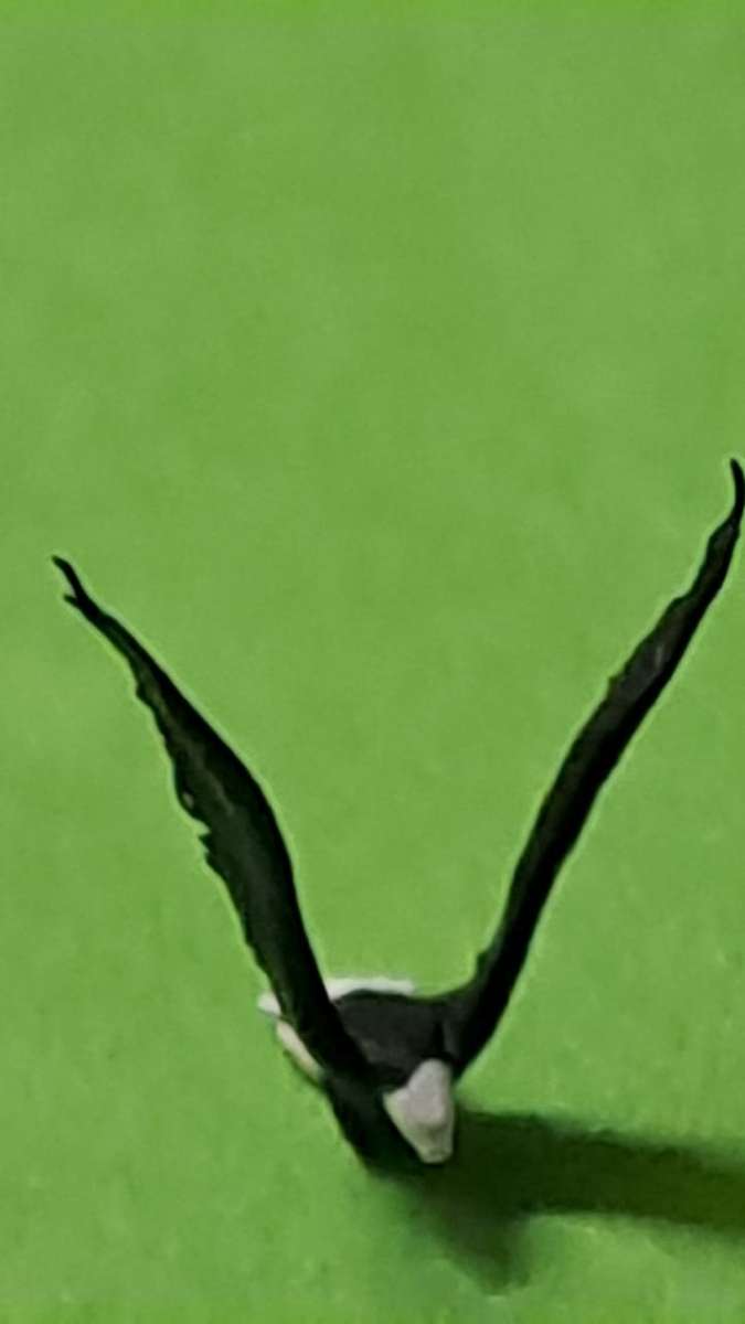 Model Trains 1/87 H0 - Animals - Eagle Landing (x1)