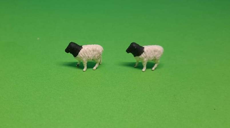 Model Trains HO 1 x Pack of 2 Dorper sheep.