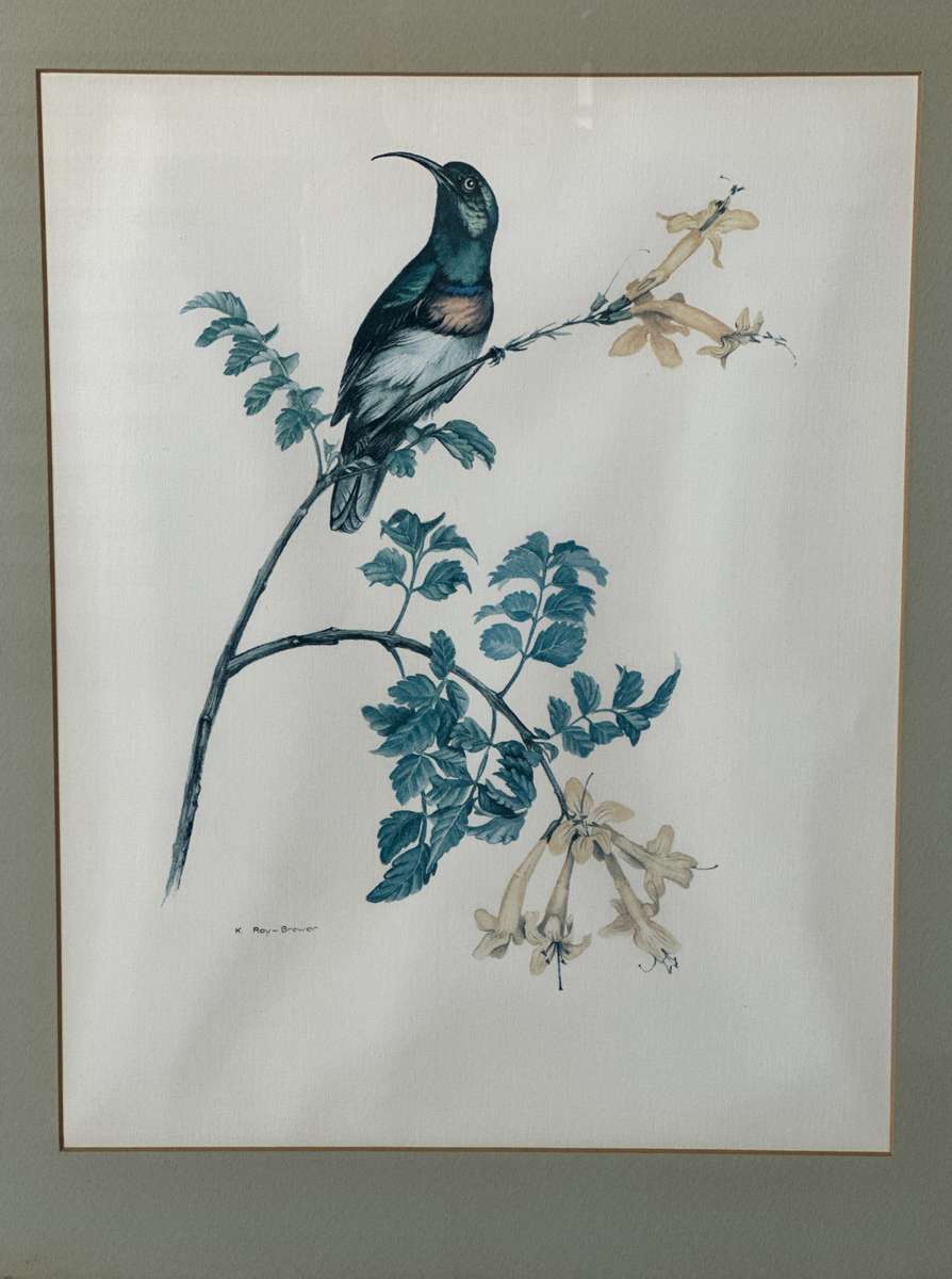 Framed K. Ray-Brower Vintage Print, Sunbird - Finished Size 38.5cm x 46cm