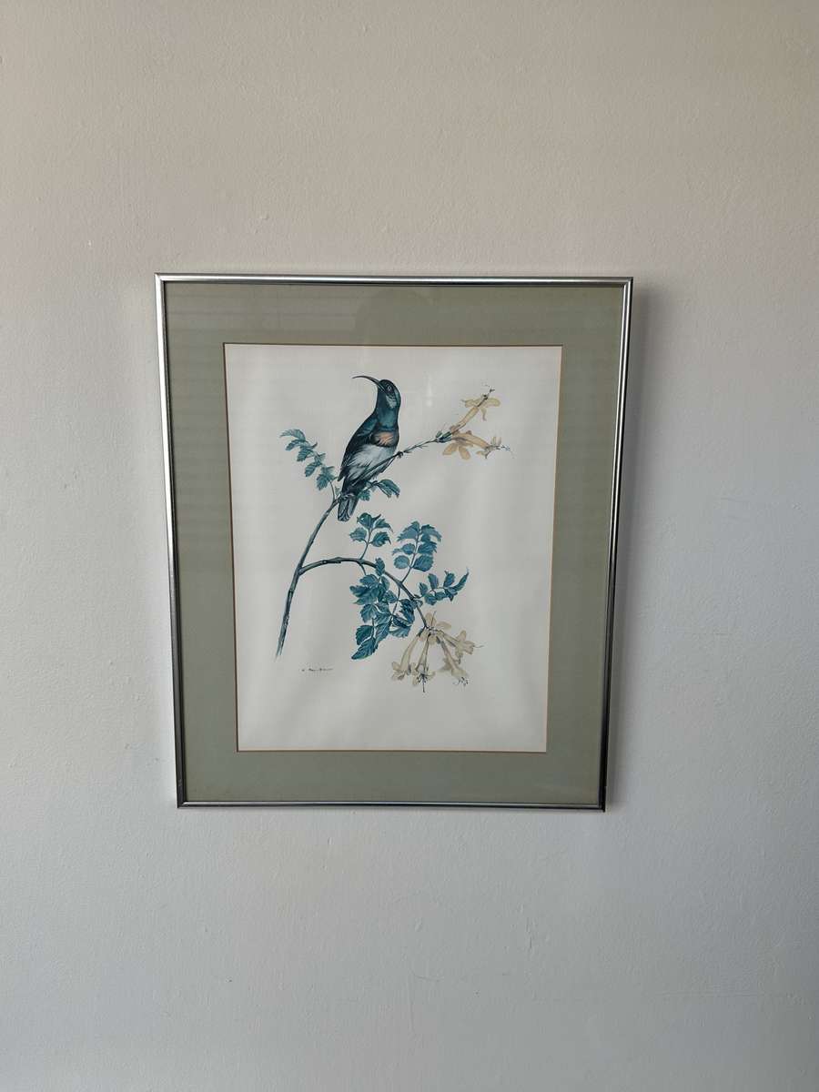 Framed K. Ray-Brower Vintage Print, Sunbird - Finished Size 38.5cm x 46cm