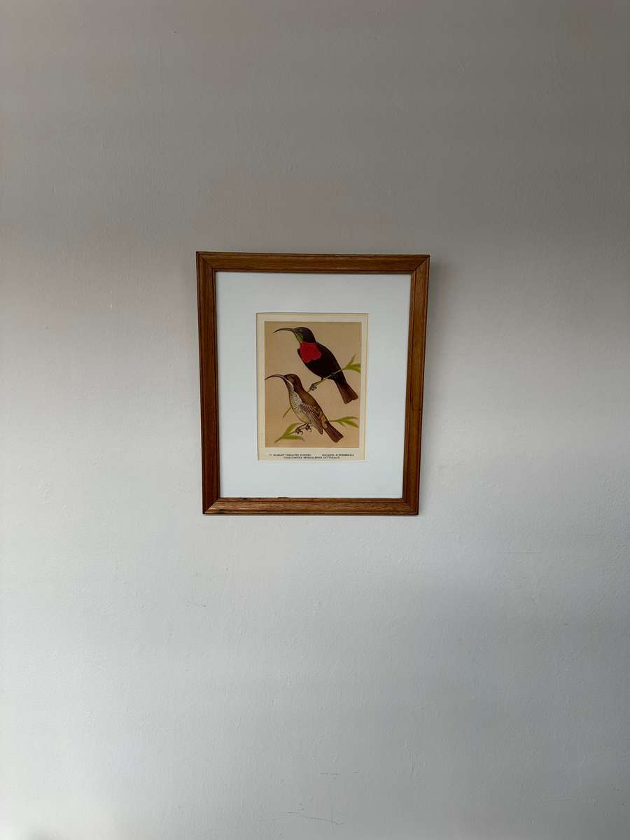 Framed Print, Scarlet Throated Sunbird - Finished Size 28.5cm x 33.5cm