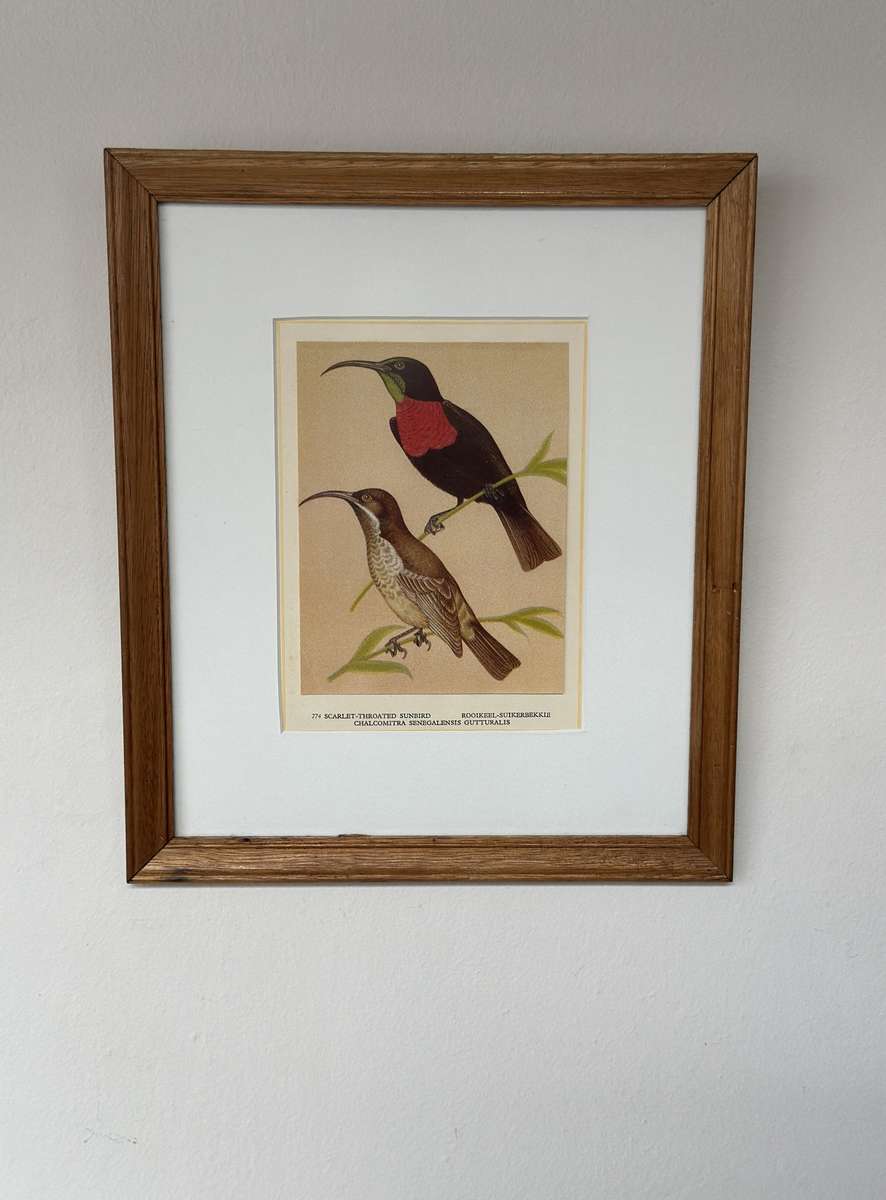 Framed Print, Scarlet Throated Sunbird - Finished Size 28.5cm x 33.5cm