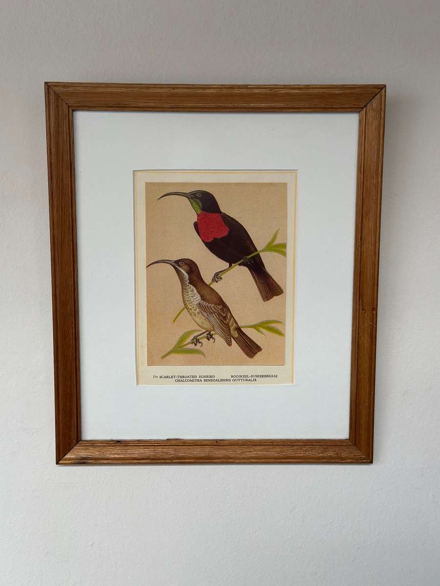 Framed Print, Scarlet Throated Sunbird - Finished Size 28.5cm x 33.5cm