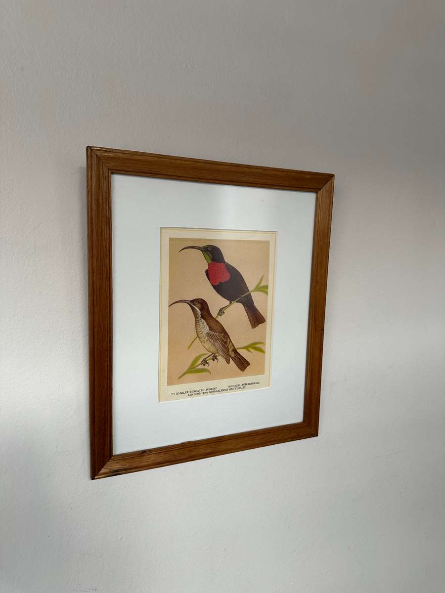 Framed Print, Scarlet Throated Sunbird - Finished Size 28.5cm x 33.5cm