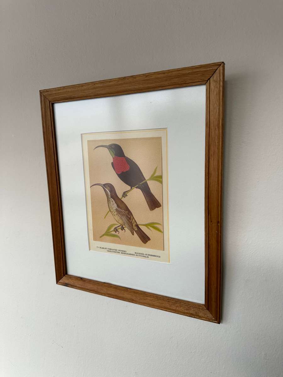 Framed Print, Scarlet Throated Sunbird - Finished Size 28.5cm x 33.5cm