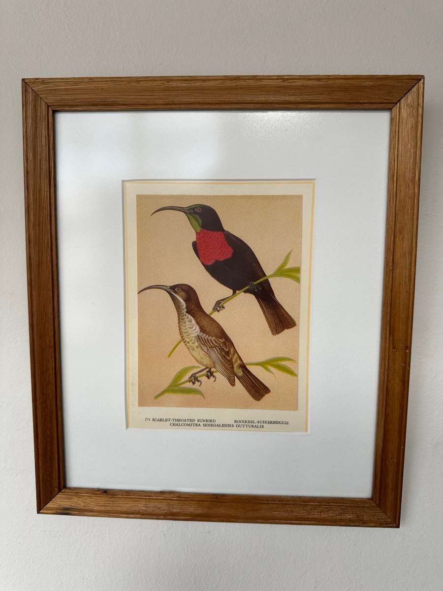 Framed Print, Scarlet Throated Sunbird - Finished Size 28.5cm x 33.5cm