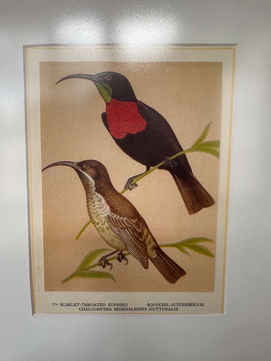 Framed Print, Scarlet Throated Sunbird - Finished Size 28.5cm x 33.5cm