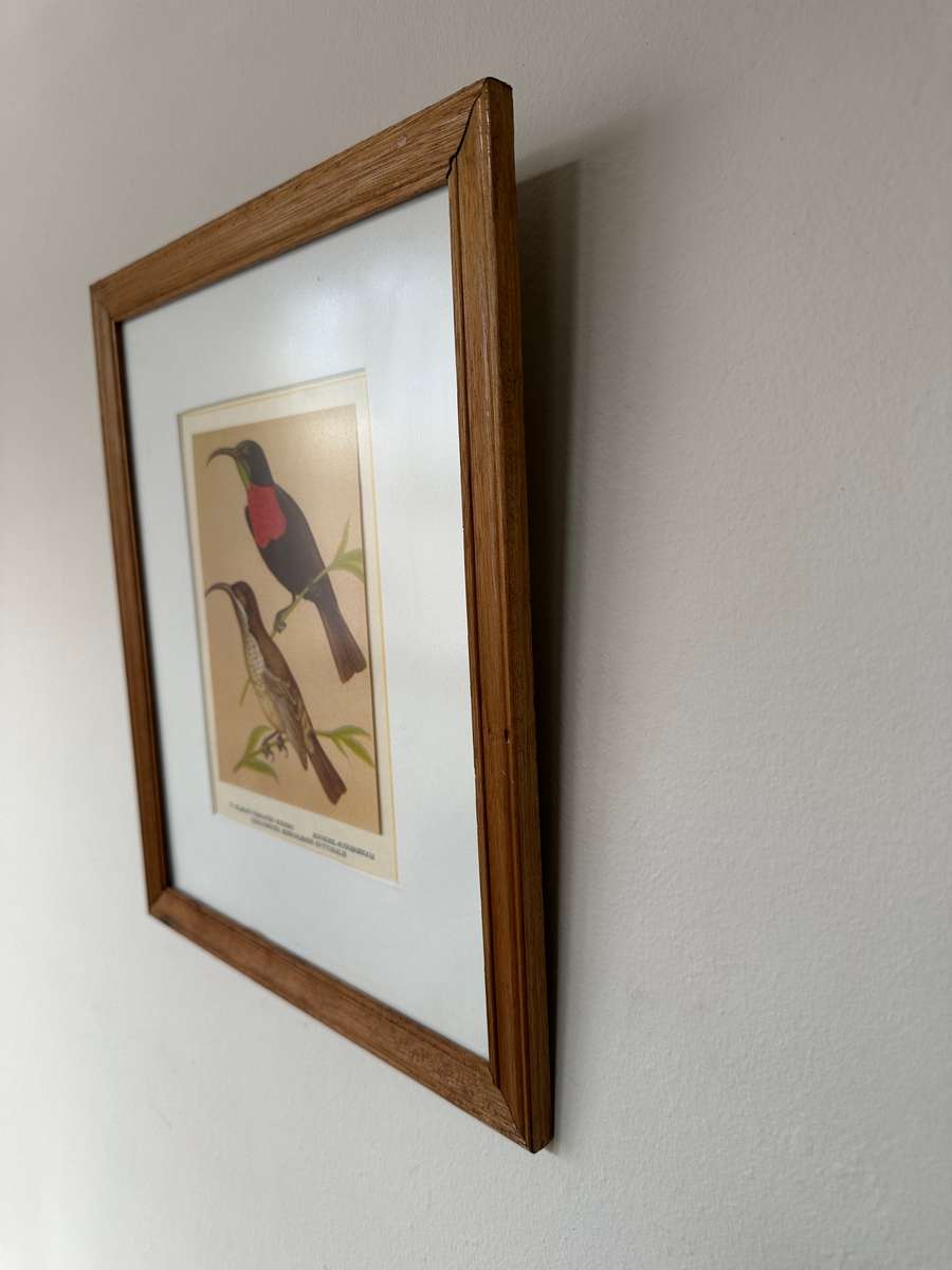 Framed Print, Scarlet Throated Sunbird - Finished Size 28.5cm x 33.5cm