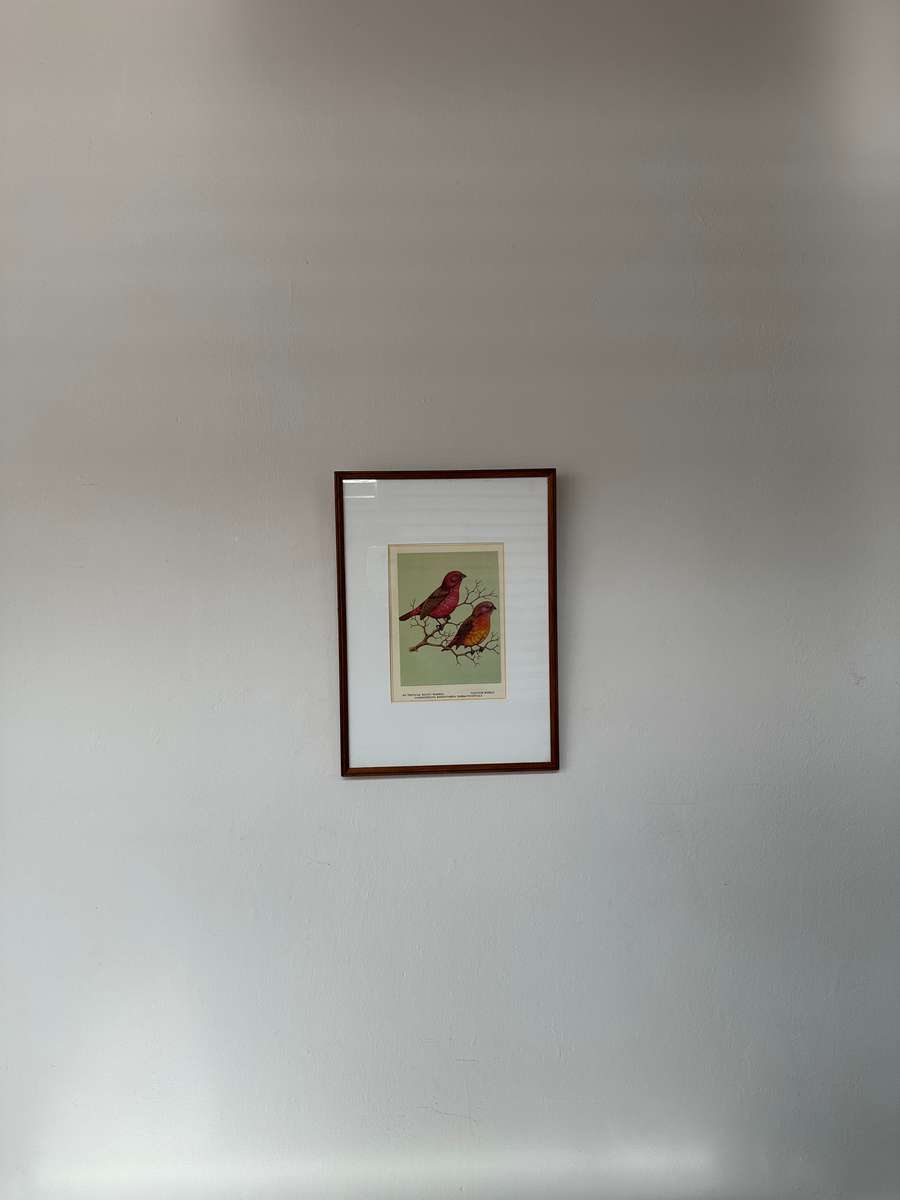 Framed Print, Tropical Ruddy Waxbill - Finished Size 26.5cm x 37cm