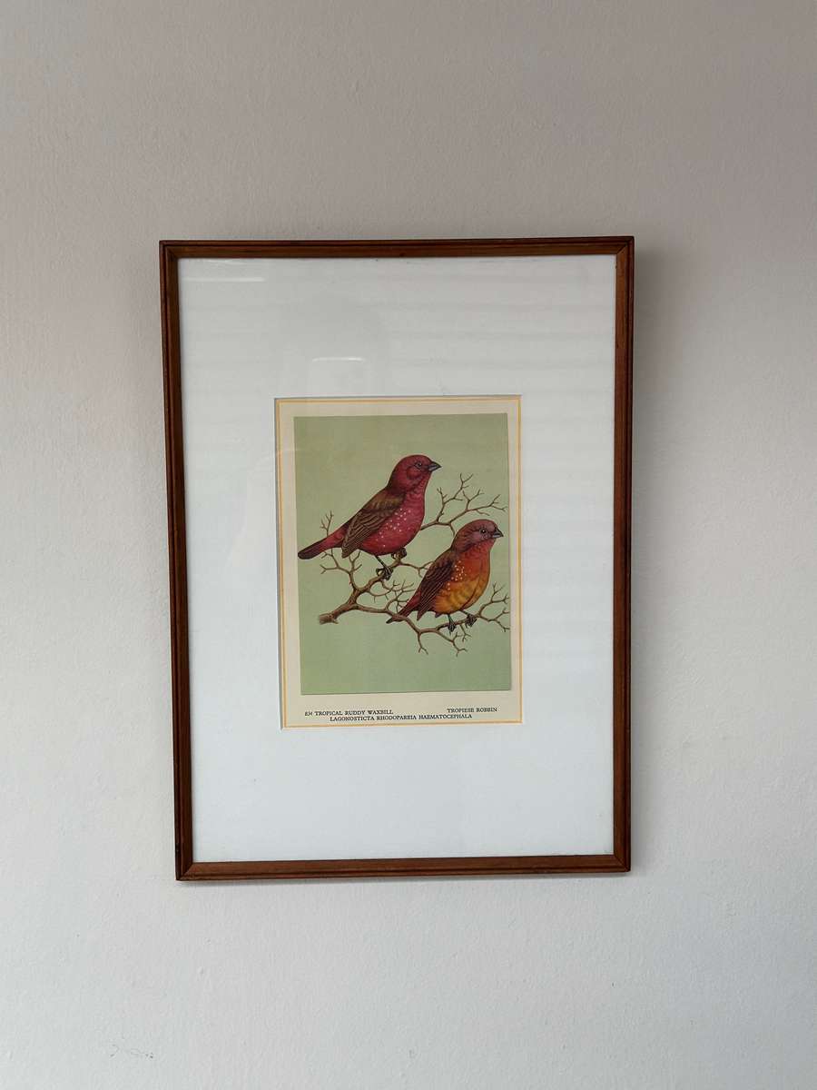 Framed Print, Tropical Ruddy Waxbill - Finished Size 26.5cm x 37cm