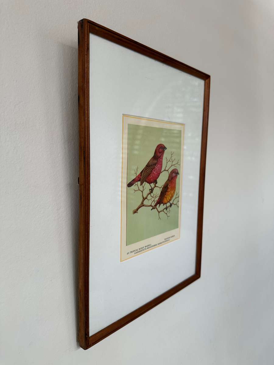 Framed Print, Tropical Ruddy Waxbill - Finished Size 26.5cm x 37cm