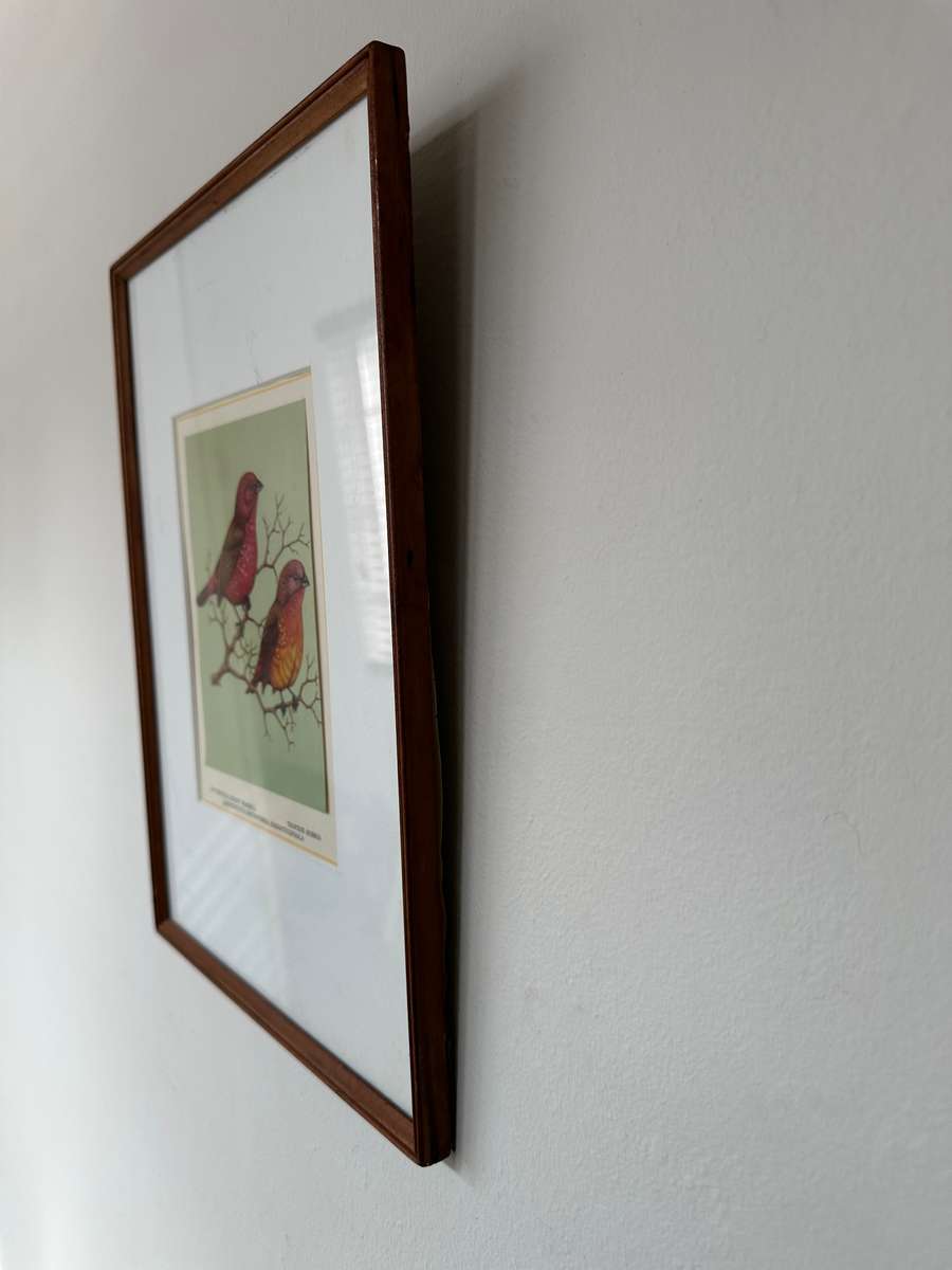 Framed Print, Tropical Ruddy Waxbill - Finished Size 26.5cm x 37cm