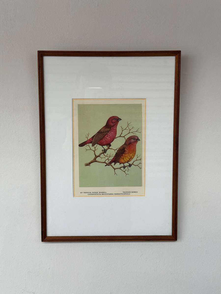 Framed Print, Tropical Ruddy Waxbill - Finished Size 26.5cm x 37cm