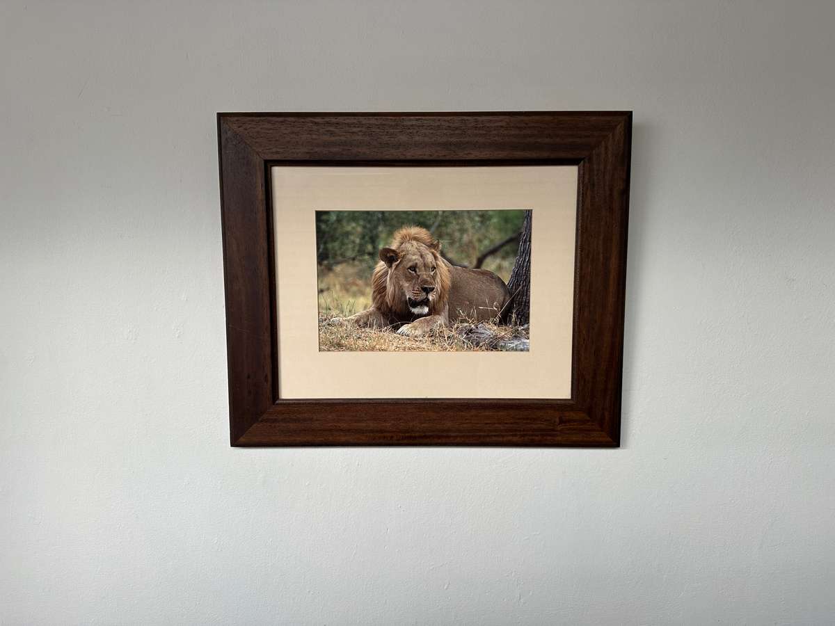 Framed Photographic Print - Lion, Finished Size 55cm x 46cm