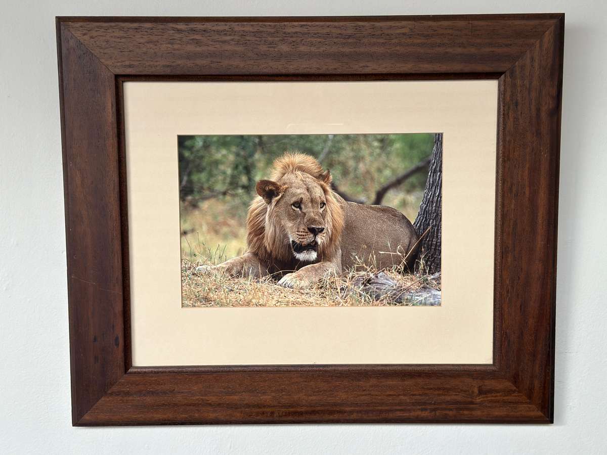 Framed Photographic Print - Lion, Finished Size 55cm x 46cm