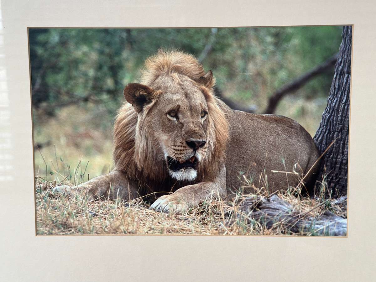 Framed Photographic Print - Lion, Finished Size 55cm x 46cm