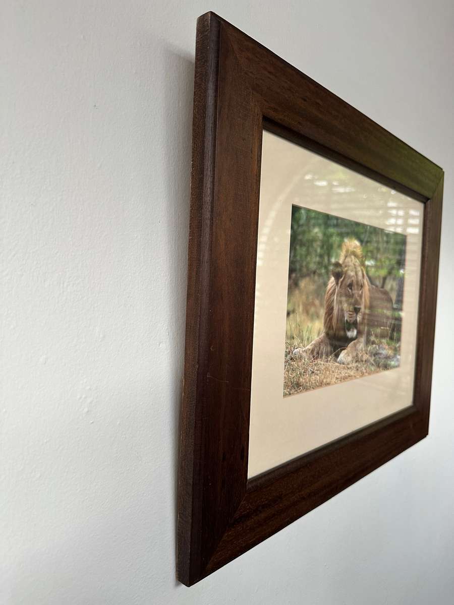 Framed Photographic Print - Lion, Finished Size 55cm x 46cm