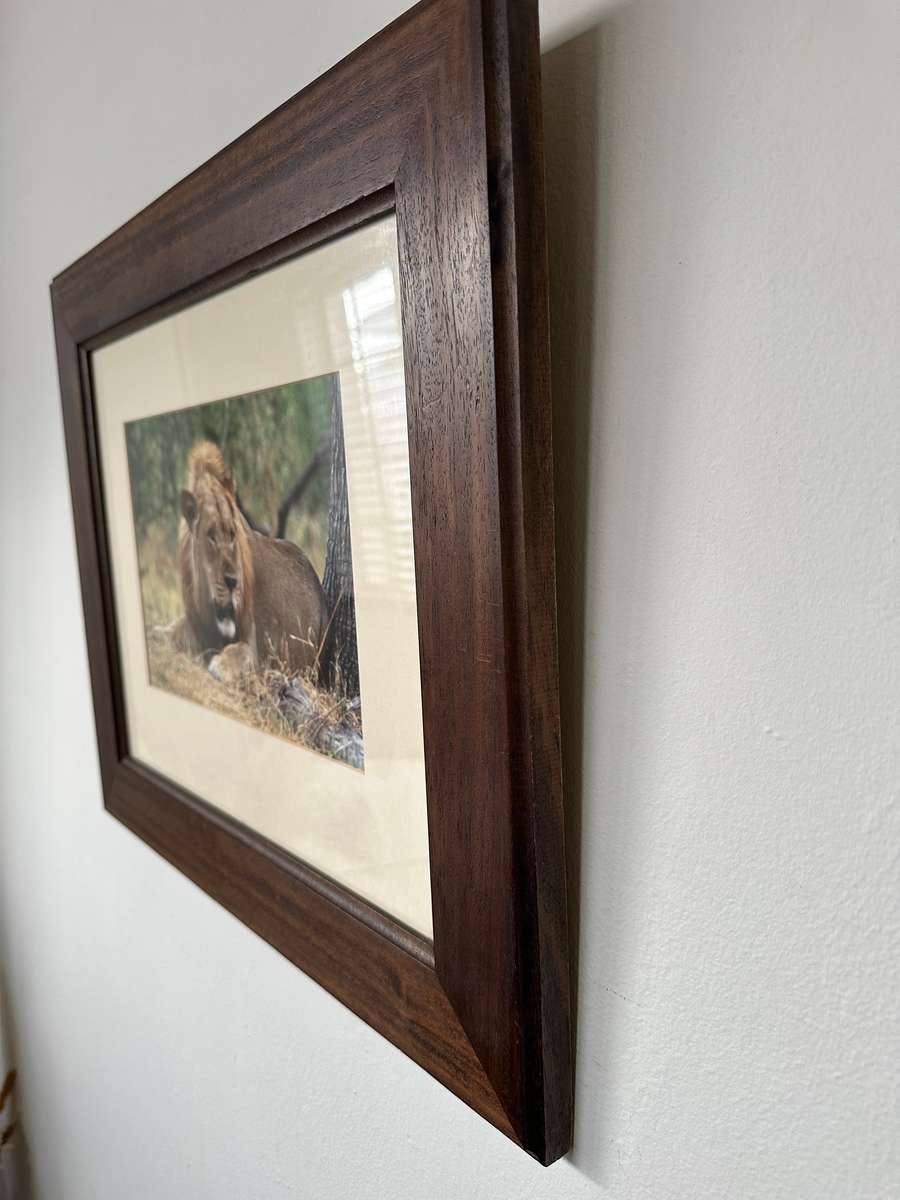 Framed Photographic Print - Lion, Finished Size 55cm x 46cm