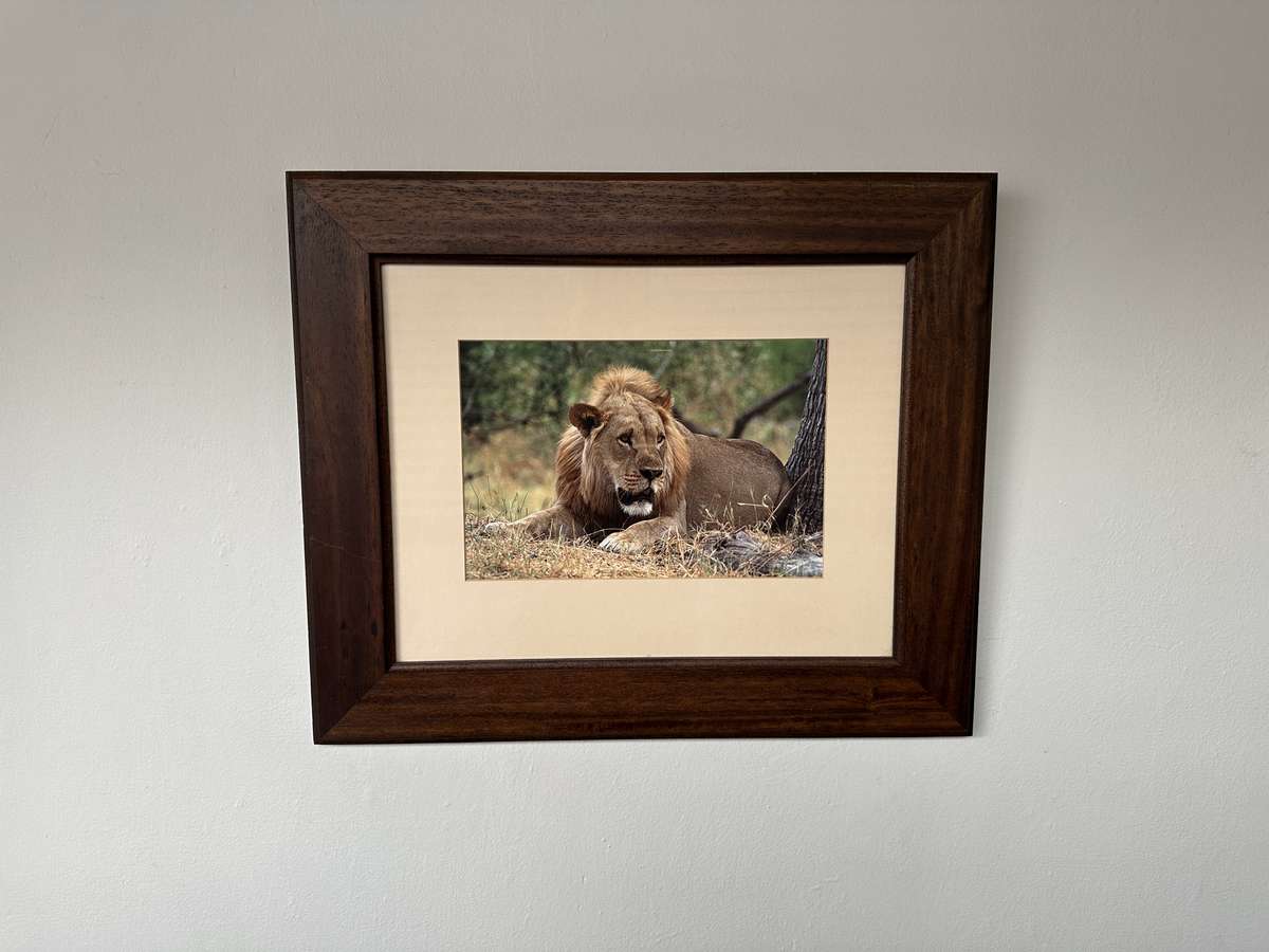 Framed Photographic Print - Lion, Finished Size 55cm x 46cm