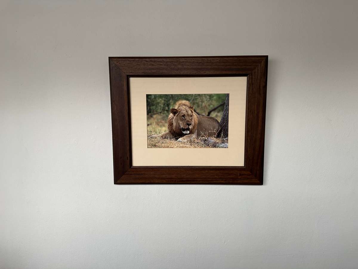 Framed Photographic Print - Lion, Finished Size 55cm x 46cm