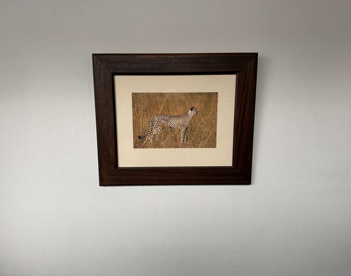 Framed Photographic Print - Lion, Finished Size 55cm x 46cm