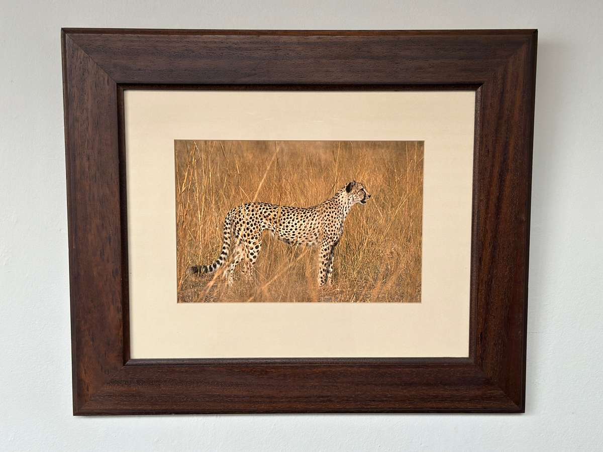 Framed Photographic Print - Lion, Finished Size 55cm x 46cm