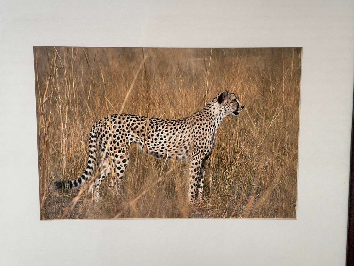 Framed Photographic Print - Lion, Finished Size 55cm x 46cm