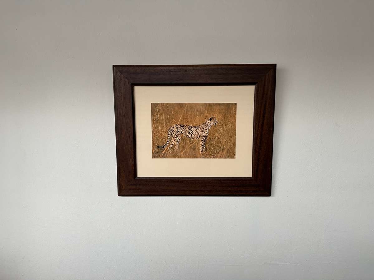 Framed Photographic Print - Lion, Finished Size 55cm x 46cm