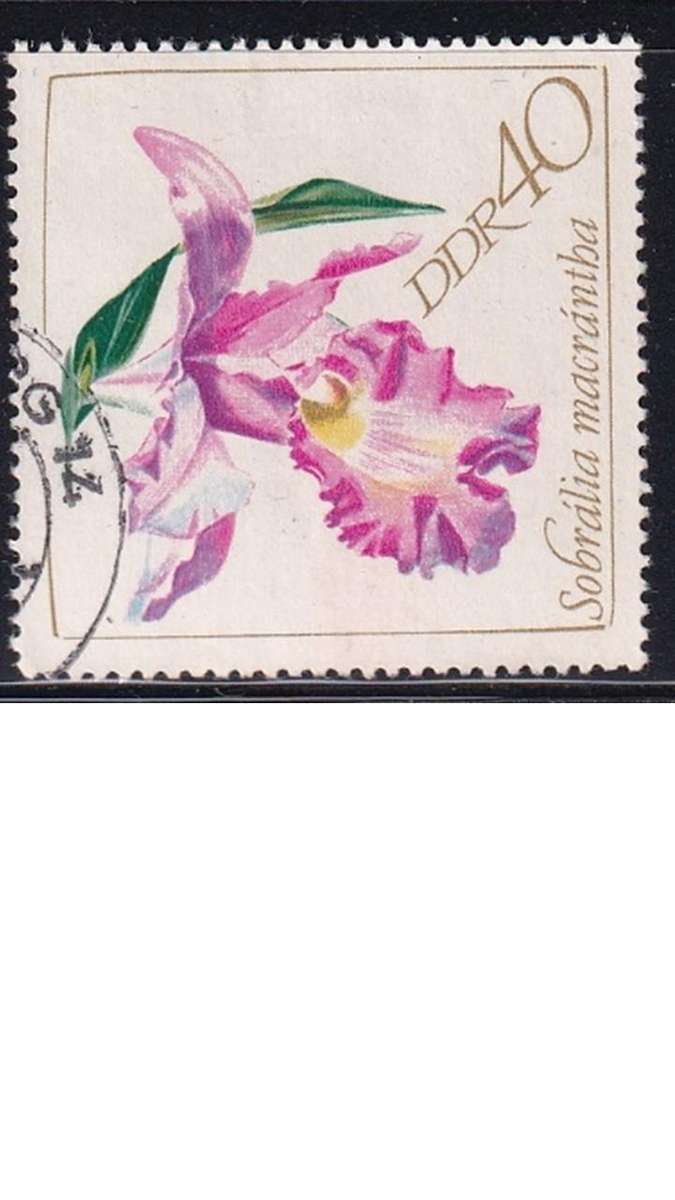1968 Orhcids, DDR.