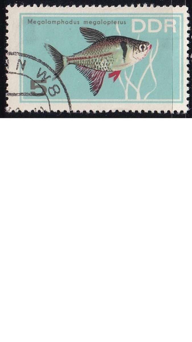 1966 Aquarium Fish, DDR. Germany.