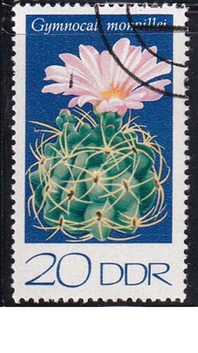 1974 Cactuses, DDR.